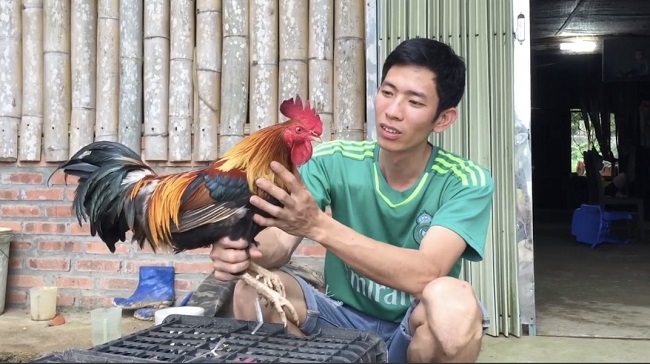 Nuôi loại gà đặc sản “độc nhất vô nhị”, 8x Phú Thọ thu về nửa tỷ đồng mỗi năm - 7
