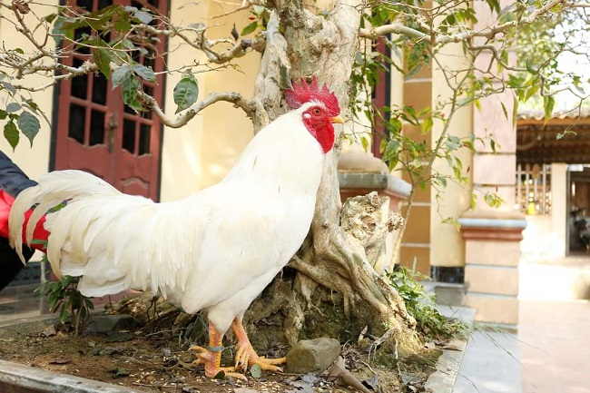 Nuôi loại gà đặc sản “độc nhất vô nhị”, 8x Phú Thọ thu về nửa tỷ đồng mỗi năm - 6