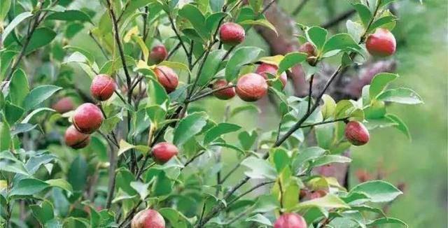 Loại cây mọc đầy ở Việt Nam, có hạt nhìn như phân thỏ, người Trung Quốc nhặt lấy ép ra dầu bán tiền triệu - 1