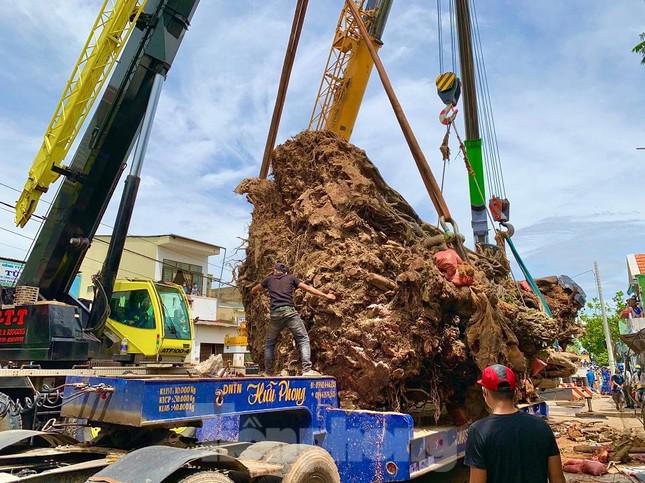 Nhiều xe hạng nặng di dời cây đa cổ thụ hơn 200 năm tuổi ở Quảng Ngãi - 4