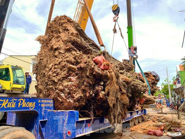 Nhiều xe hạng nặng di dời cây đa cổ thụ hơn 200 năm tuổi ở Quảng Ngãi - 9