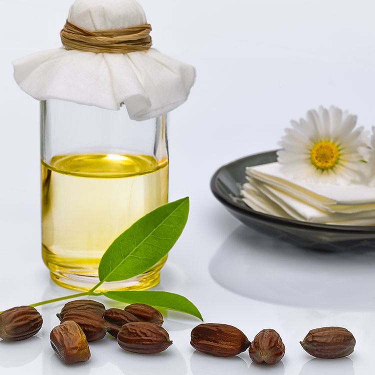 Jojoba: “Vàng lỏng” giúp bạn có da tươi sáng và tóc như tơ - 3