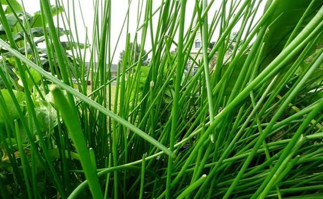 Năn bộp (năn)  là một loại cỏ mọc hoang trên những cánh đồng ngập mặn, ngập phèn ở miền Tây. 
