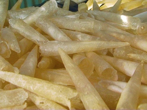 Bộ phận siêu đắt trong con cá, được ví ngang tổ yến nhưng nhiều người không biết lại vứt đi - 1
