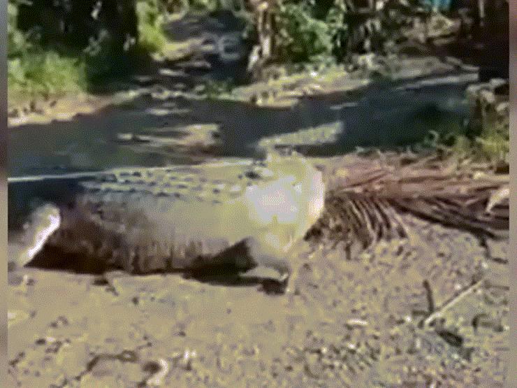 Bắt cá sấu dài 4,3 mét chỉ bằng 1 sợi dây thừng
