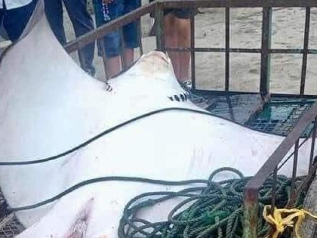 Ngư dân bắt được cá đuối 'khủng', dài 2 mét trên biển Cù Lao Chàm