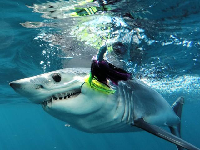 Tưởng bạn giật chân trêu đùa lúc lặn, quay lại thấy cá mập đang ngoạm