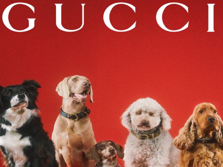 Gucci ra mắt bộ sưu tập cho những người bạn 4 chân