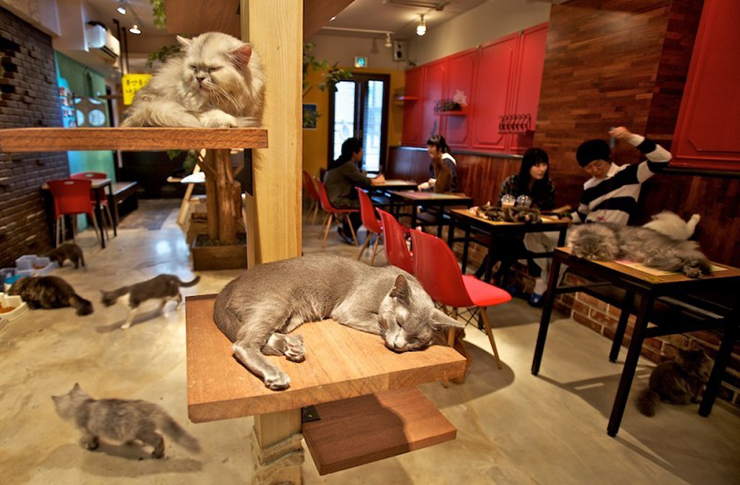 Những quán cà phê mèo: Nhật Bản là đất nước đầu tiên đưa ra ý tưởng cà phê mèo và nhanh chóng lan rộng ra toàn thế giới sau đó. Cà phê mèo khiến Tokyo trở thành một Tokyo rất đặc biệt, không nơi nào có được. Những quán cà phê này sẽ là thiên đường cho những bạn yêu động vật. 
