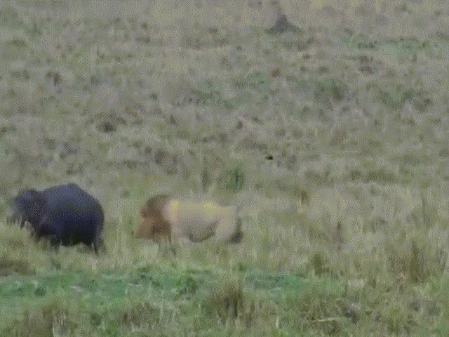 Video: Sư tử đực phi người lên không trung, hạ gục hà mã chỉ sau một đòn chí mạng