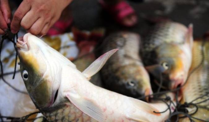 Khi mua cá chép nên chọn con đực hay cái? Chọn nhầm khiến món ăn bị tanh và không ngon - 1