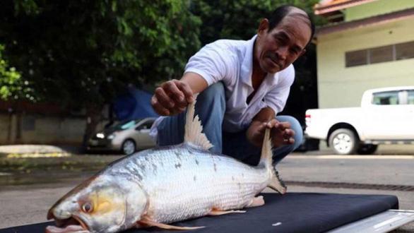 Bất ngờ tìm thấy loài cá chép khổng lồ tưởng đã tuyệt chủng ở Campuchia - 1