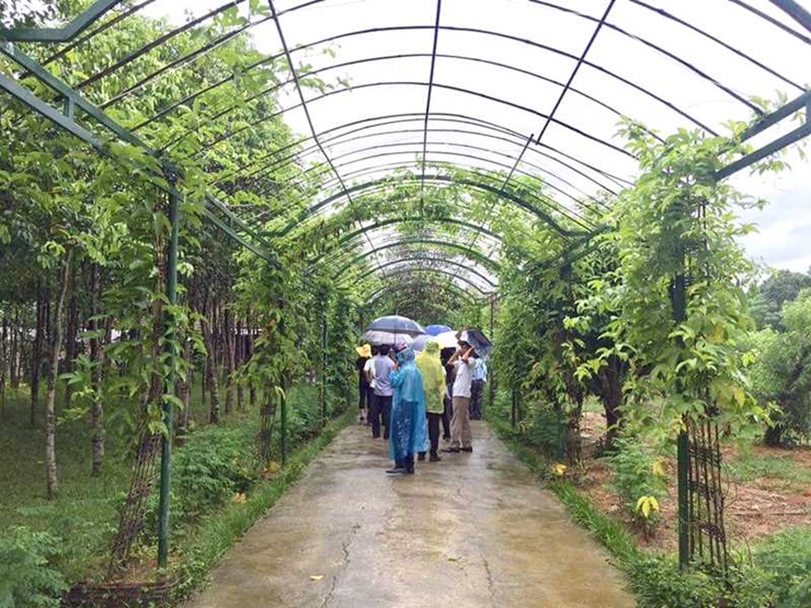 Thu nhập của người dân tại xã Tượng Sơn được nâng lên nhờ phát triển mô hình vườn mẫu
