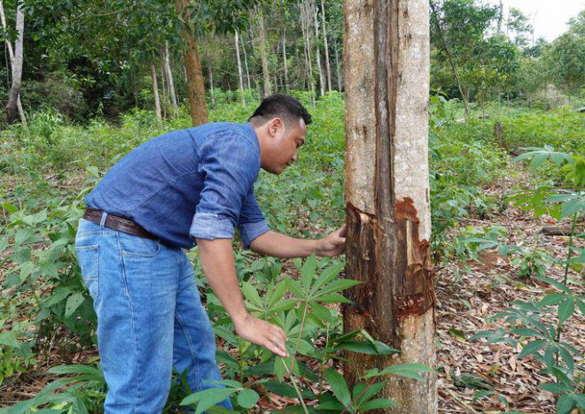 Làm rõ việc gia đình nguyên bí thư huyện thâu tóm 115 ha đất rừng - 1