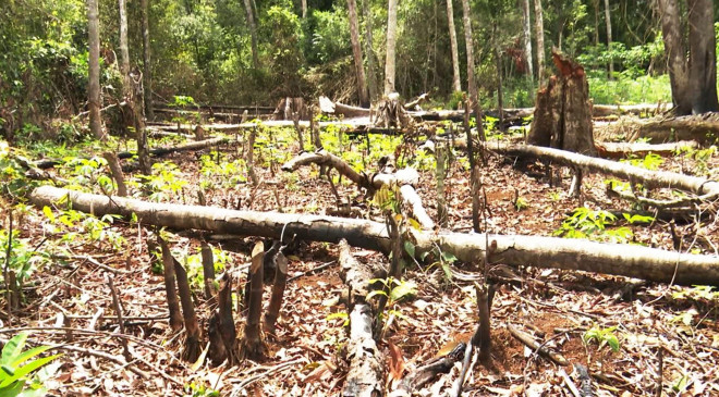 Làm rõ việc gia đình nguyên bí thư huyện thâu tóm 115 ha đất rừng - 3