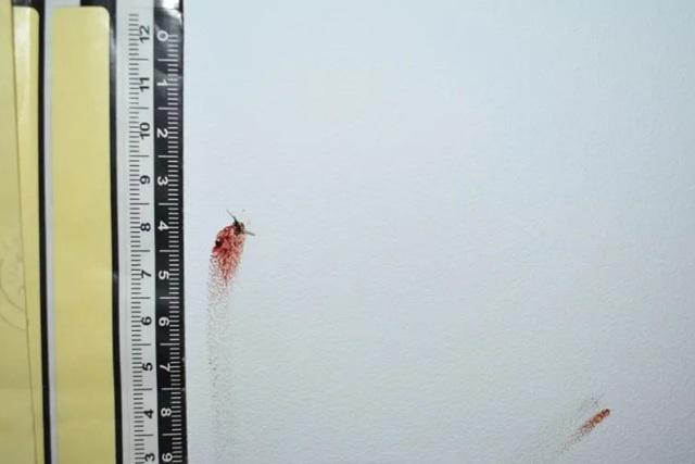 Vụ án li kỳ hơn cả phim: Cảnh sát tóm gọn tên trộm nhờ xác muỗi dính trên tường - 1