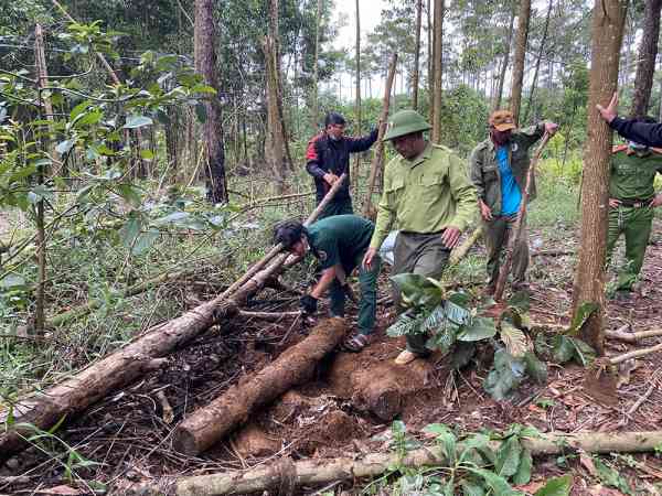 Phát hiện gần 10 điểm chôn giấu gỗ dưới lòng đất ở Lâm Đồng - 1