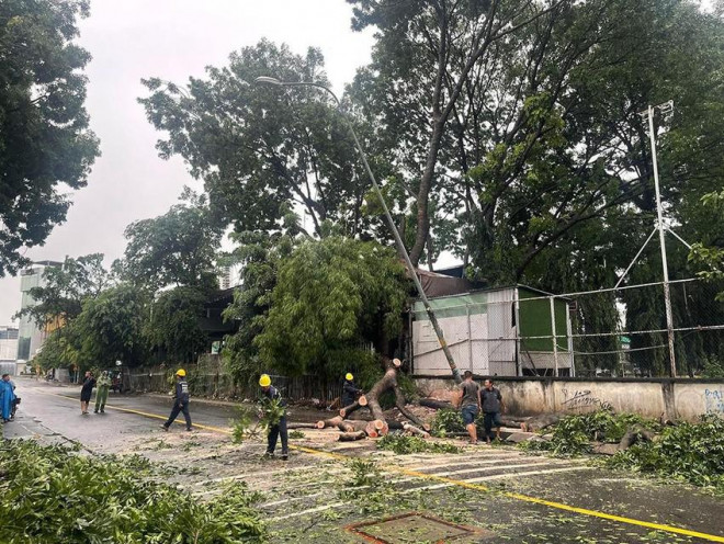 Nhánh cây dài gần 20 mét rơi đè trúng 1 ô tô ở Phú Nhuận - 1