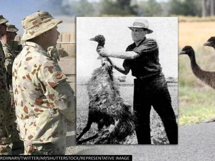 “Chiến tranh Emu” kỳ lạ nhất nước Úc: Quân đội thất trận trước loài chim khổng lồ ra sao?