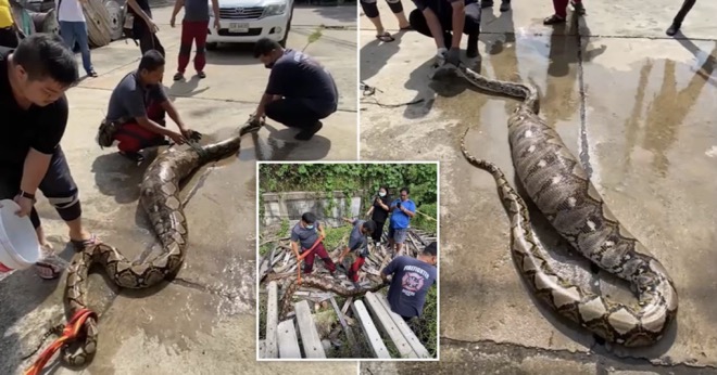 Thái Lan: Bắt trăn khổng lồ dài gần 7 mét với phần bụng phình to xem có gì bên trong - 1