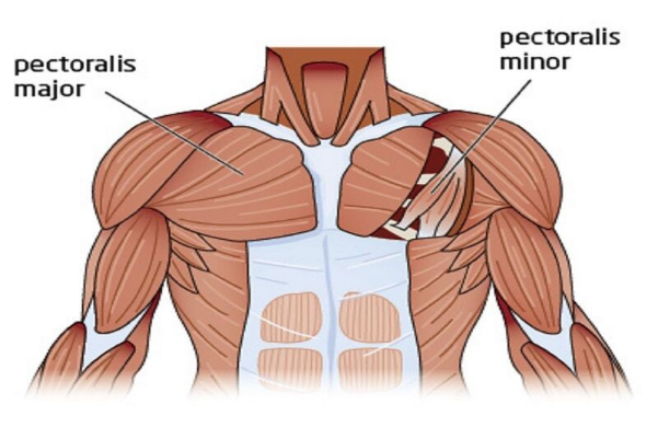 5 bài tập tăng cơ ngực cho nam giới có thể thực hiện tại nhà - 1