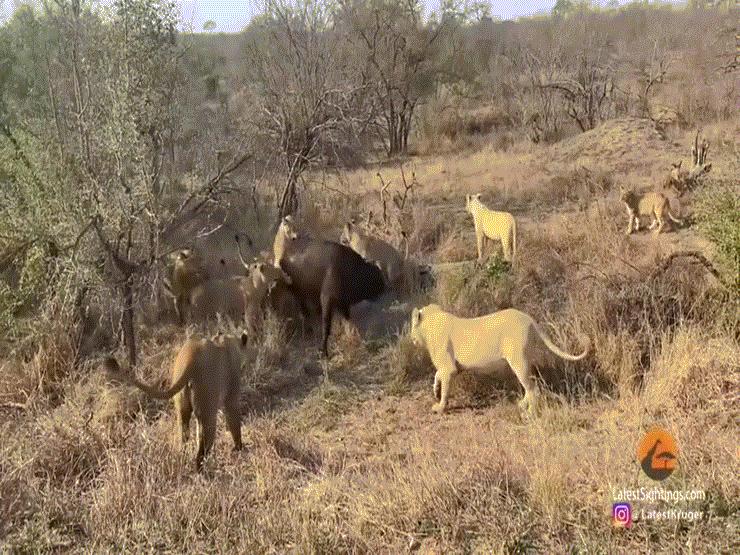Video: Bị 23 con sư tử phục kích, trâu rừng cố thủ trong hồ nước và cái kết