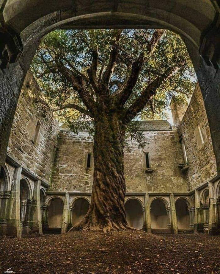 1. Tu viện Muckross ở Ireland không còn được sử dụng nữa, nó từng bị lãng quên rất lâu cho tới khi được nhiều người biết tới và trở thành một điểm hút khách.

