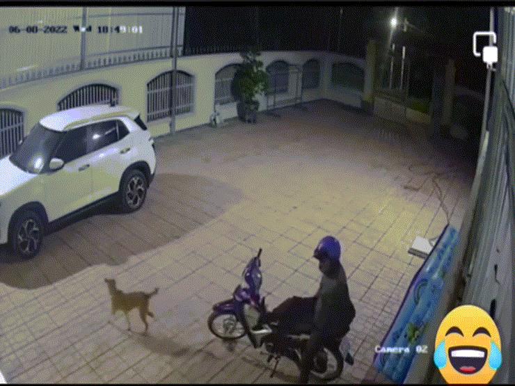 Thấy kẻ lạ lẻn vào sân định trộm xe máy, chú chó có thái độ lạ khiến dân mạng cười mệt