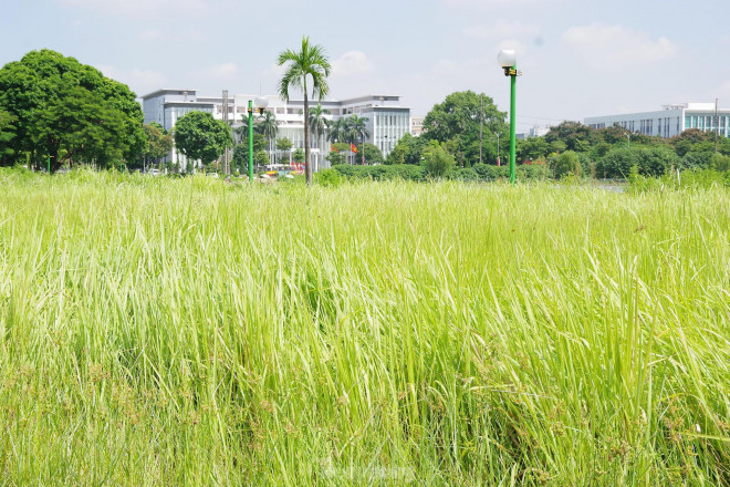 Công viên rộng hơn 15 ha bỏ hoang ở quận nội thành Hà Nội, dân không dám vào vì sợ rắn rết - 8