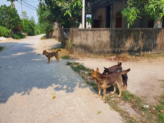 Đi chơi với mẹ, bé trai 3 tuổi bị chó lao ra cắn rách mặt - 1