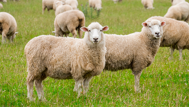 Nhau thai cừu có vai trò gì trong gìn giữ sức khỏe và sắc đẹp? - 1