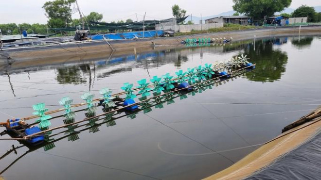 Khánh Hòa: Nước thải nuôi tôm đen sì thải ra Bãi Dài - 2