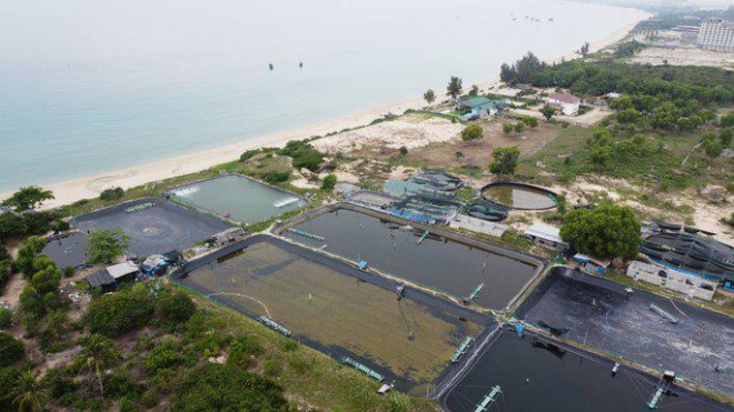 Khánh Hòa: Nước thải nuôi tôm đen sì thải ra Bãi Dài - 1