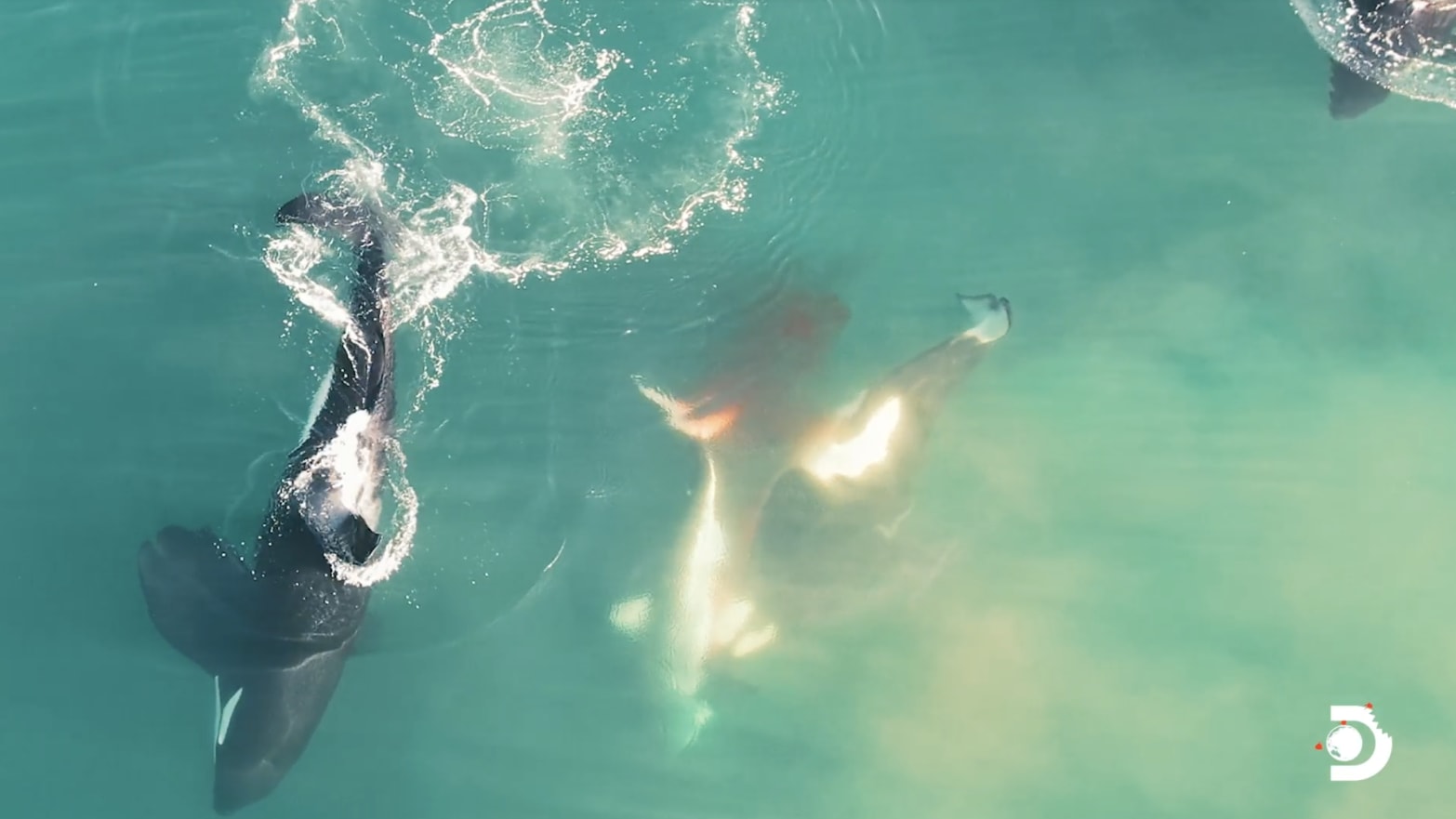 Video Chưa Từng Thấy Quay Cảnh Cá Voi Sát Thủ Sát Hại Cá Mập Trắng Dài Gần  3 Mét - Tin Thế Giới