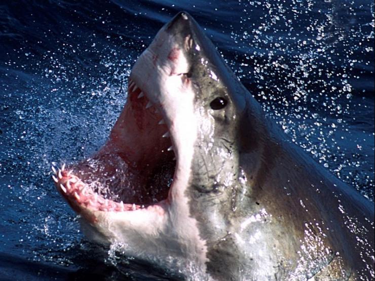 Thót tim những pha tấn công kinh hoàng của cá mập