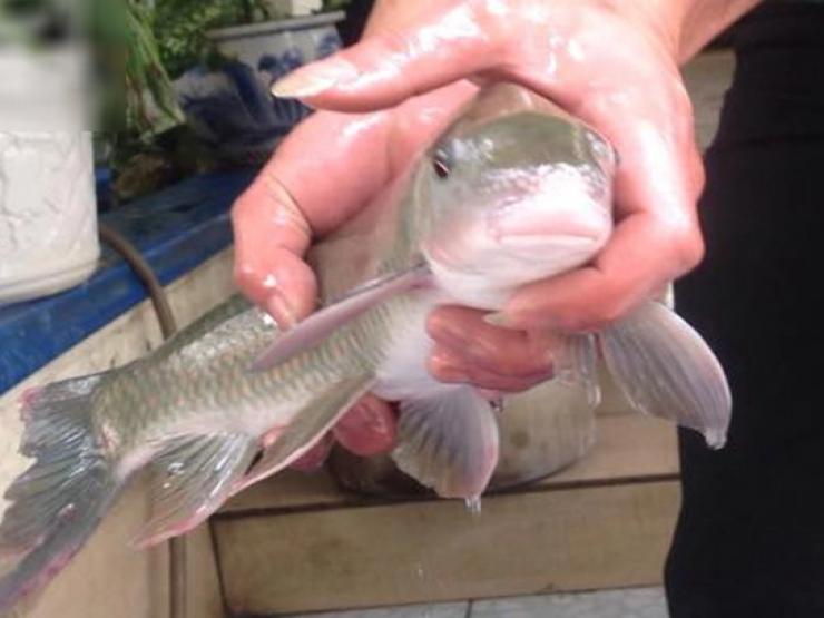 Việt Nam sở hữu loài cá chỉ 2 quốc gia có, xưa là đặc sản tiến Vua, giá vô cùng đắt đỏ
