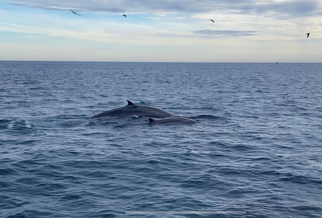 Kỳ thú đàn cá voi xanh xuất hiện ven biển Bình Định - 2