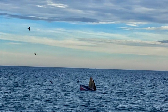 Kỳ thú đàn cá voi xanh xuất hiện ven biển Bình Định - 1