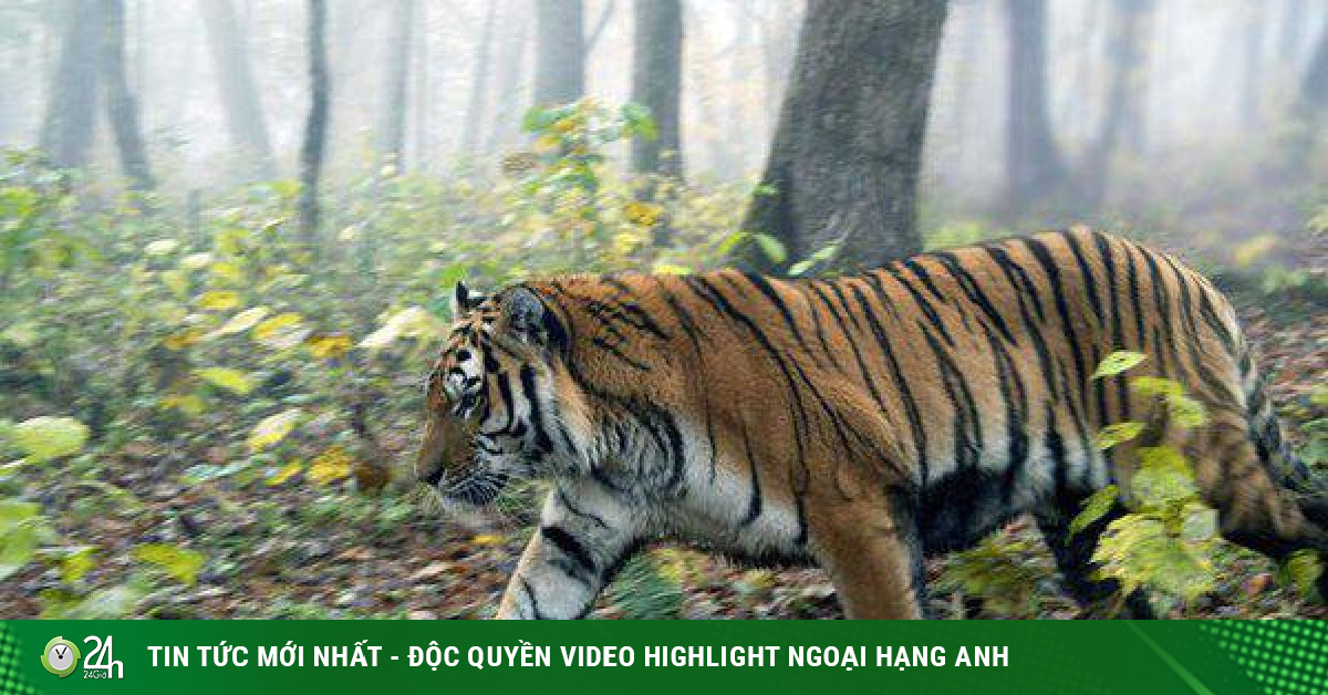 Thực hư thông tin gặp hổ trong vườn quốc gia Phong Nha - Kẻ Bàng