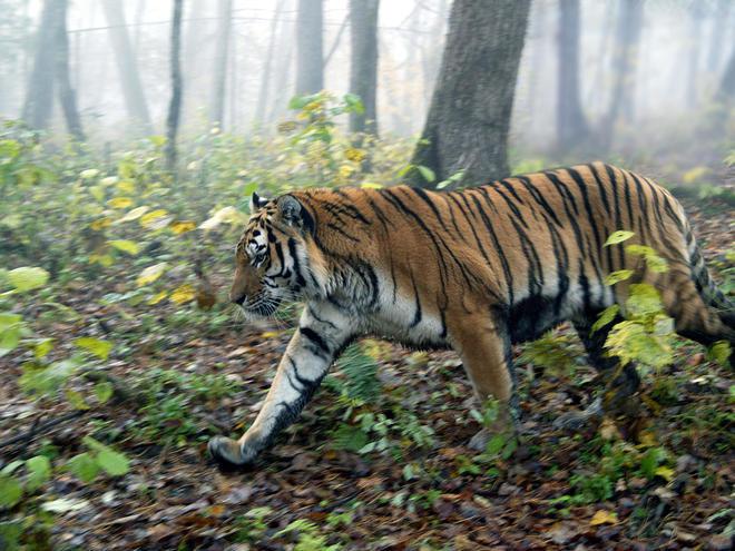 Thực hư thông tin gặp hổ trong vườn quốc gia Phong Nha - Kẻ Bàng - 1