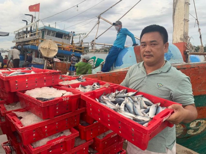 1 ngư dân Quảng Bình trúng đậm luồng cá 250 tấn bán được 2,4 tỉ đồng - 1