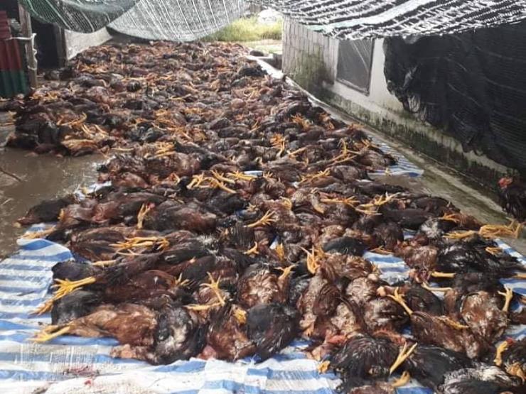 Sét đánh vào trang trại khiến hơn 6.000 con gà chết