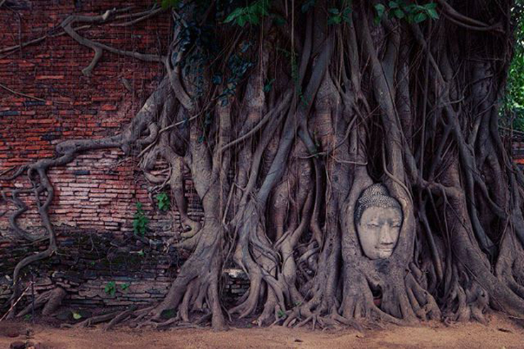 Đáng ngạc nhiên, điều còn đọng lại sâu sắc trong ký ức của du khách là đầu của Đức Phật được bao quanh bởi rễ cây trong chùa Wat Mahathat. Gương mặt thánh thiện, bình thản này mang lại cảm giác yên lành, dễ chịu cho khách du lịch.

