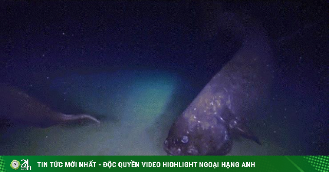 水深2,000メートル近くに生息する世界最大の魚の珍しいビデオ