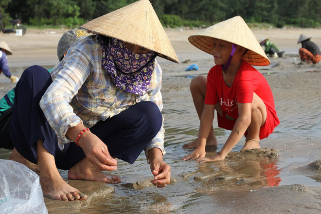 Hàng trăm người chen chúc lật cát tìm ngao trên bãi biển - 1