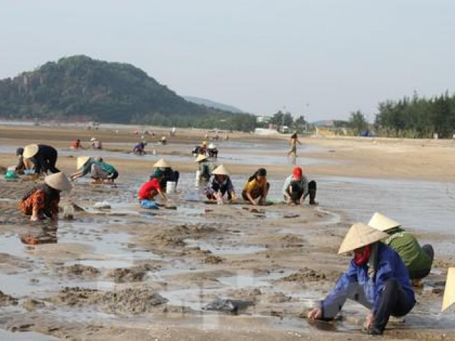 Tin tức trong ngày - Hàng trăm người chen chúc lật cát tìm ngao trên bãi biển