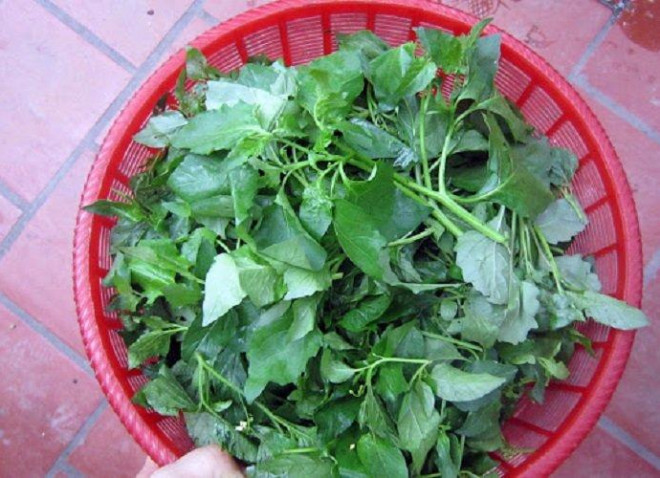 3 loại rau dại mọc đầy vườn ở Việt Nam nhưng là “thần dược” - 2