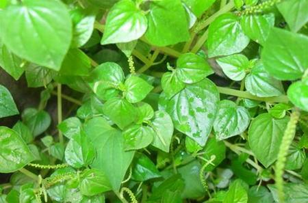 3 loại rau dại mọc đầy vườn ở Việt Nam nhưng là “thần dược” - 1
