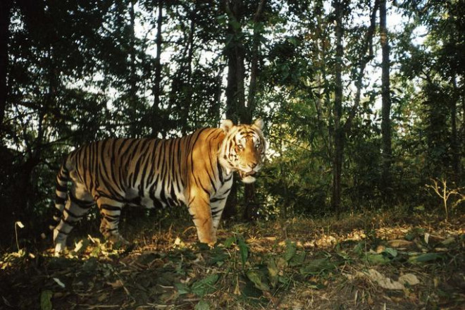 Thông tin mới về vụ hổ tự nhiên xuất hiện ở Vườn quốc gia Phong Nha - Kẻ Bàng - 1