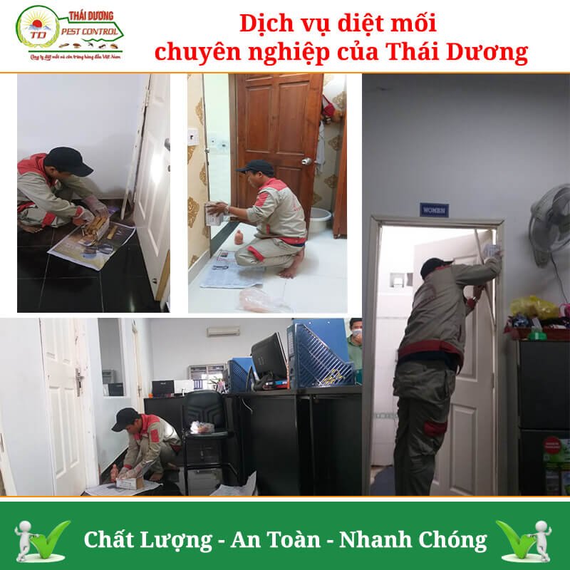 Diệt mối và côn trùng Thái Dương - chất lượng, uy tín, chuyên nghiệp - 3